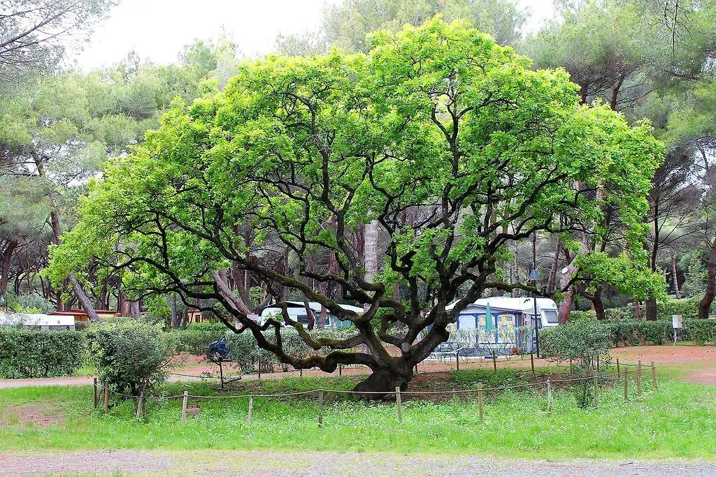 ** 홀리데이파크 Le Esperidi Camping Ecoresort 마리나디비보나 이탈리아